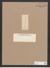 Frustulia rhomboides (Ehr.) De-Toni (de-Toni-Nr.: Genus 19, Species 1159) Zeichnungen Sammlung Grunow Nr. 2253 (NHMW-BOT-W0369355)